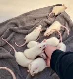 siemajd1 - prosze bardzo i nie przejmujcie sie jak braknie mam wiecej