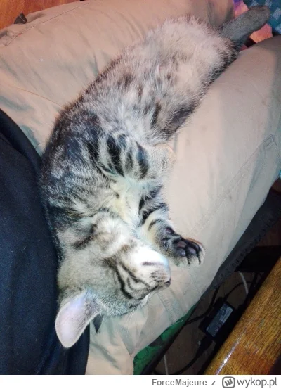 ForceMajeure - Dziś ten mały gad zrzucił mi miernik. Kara go nie ominęła - może i śpi...