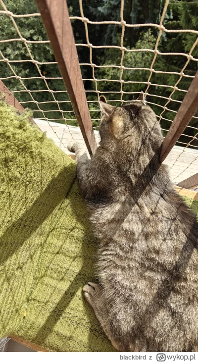 blackbird - gosc sie sam pcha w gips, puszczam go juz w miare luzno po mieszkaniu jak...