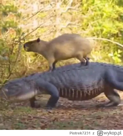 Piotrek7231 - @Manioza z Kapibarami lepiej nie zaczynać nawet krokodyla potrafią zrob...