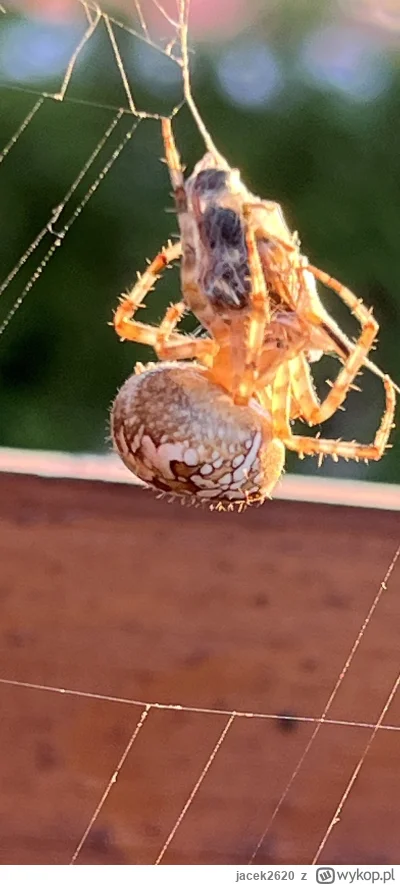 jacek2620 - @TypowyDaltonista haaa. Masz mojego: