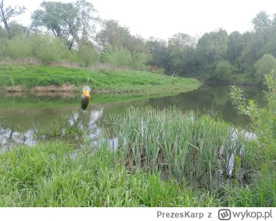 PrezesKarp - Mirasy miałem branie niezłego klenia. Na oko i moc koło 50cm. Idę zanęci...