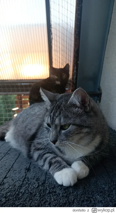 donfallo - #pokazkota