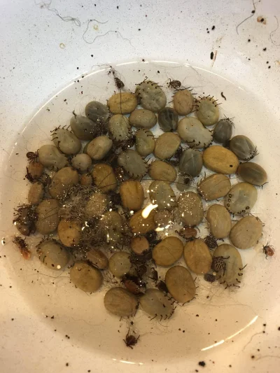 ApropoDefakto - Uwielbiam Bub, trzeba się trochę nachodzić po łące żeby znaleźć tyle ...