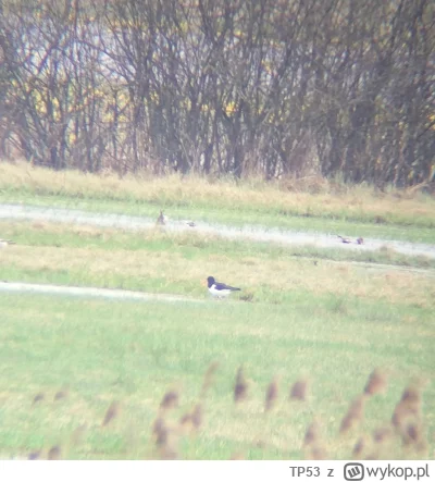 TP53 - @ijones: super :) ja na wiosne wypatrzyłem ostrygojada nad Biebrzą.