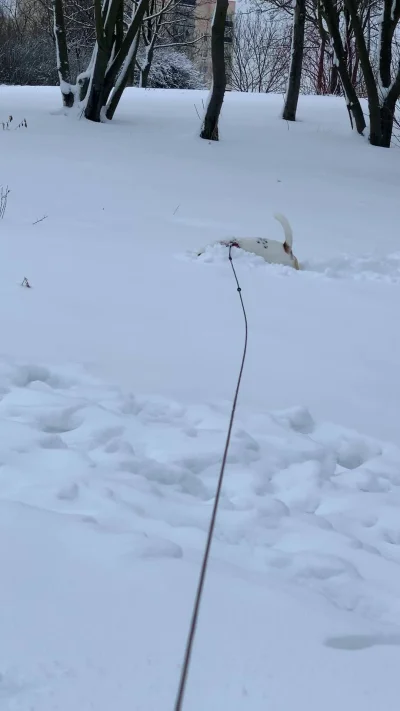 lvbie_placki - Nie mogę z niego xdrd nie ma słodszego psa