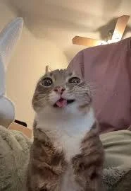 CosyGrave - Serwery:
#wybory