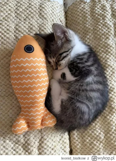 leonidbialkow - @CorvusFrugilagus: cze dla ciebie latajoncy