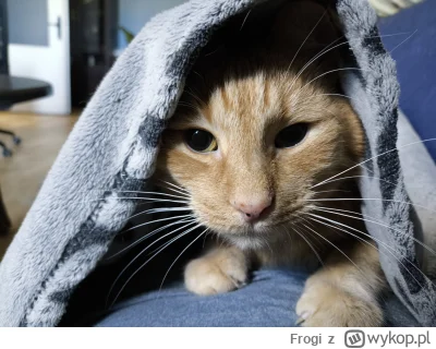 Frogi - Ale mam fajną kicię (｡◕‿‿◕｡)

#pokazkota #koty #kot