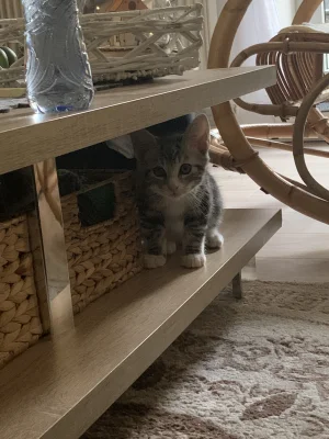 Lujdziarski - #pokazkota Bero gamon dzisiaj konczy 3 lata, szybko ten czas leci