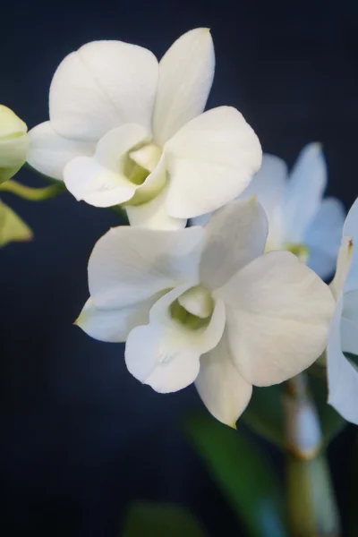 SpokoZiomek - #rosliny #chwalesie
Storczyk dendrobium phalaenopsis mi zakwitł. Czuje ...