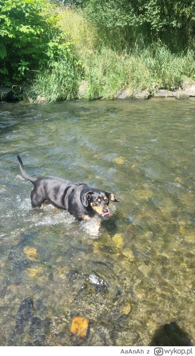 AaAnAh - Piesek wybiegany, wykąpany w rzece. Wykastrowany, więc zero potrzeb.
#spacer...