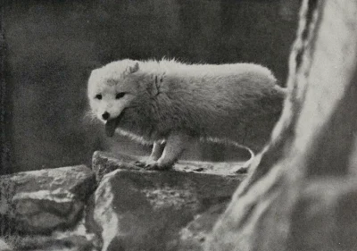 wfyokyga - Piesiu z Arktyki, zdjęcie z 1908