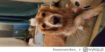 Snusmumriken_ - Morderca rozpruwacz!
#pokazpsa ( ͡º ͜ʖ͡º)