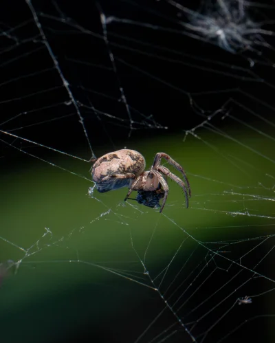 LoopyMajestic - #fotografia #tworczoscwlasna 
#macro
#nikon
#pajaki

Ale fajny brzyda...