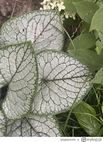 stuparevic - Co to za szkodnik atakuje moje roślinki? Jak przeciwdziałać? #kiciochpyt...