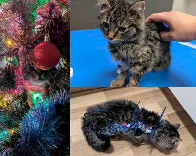 mattz_ - Kotek buszuje w choince? No niby śmiesznie fajnie, ładne zdjęcia hehe zrzuci...