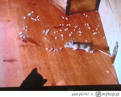 patryk747 - Jedni oglądają netflixa, ja zaś filmiki z myszami..... Z kotem xd. #pokaz...