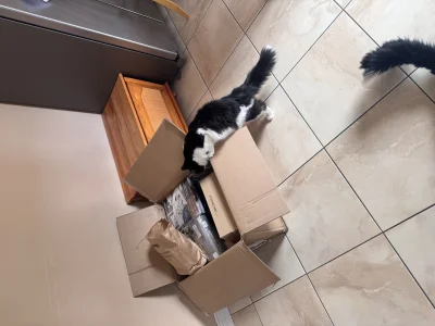 PongPingPONG - Wasze #koty też mają jobla na punkcie kartonów , tylko paczkę otworzył...