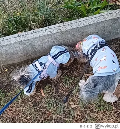 k-a-z - 2 Dzień adaptacji Chanel:

Dzisiaj Pixie i Chanel zostały pierwszy raz ze sob...