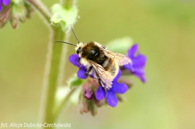 Lifelike - Jak zostać królową, czyli do czego służy obżarstwo (u pszczół) #entomologi...