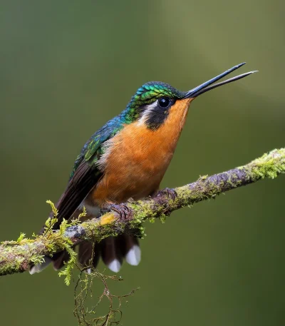 Lifelike - Malachicik białogardły (Lampornis castaneoventris) [samica]
Autor
#photoex...