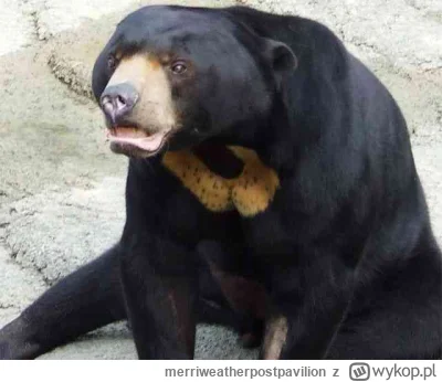 merriweatherpostpavilion - @mathias-norach: straszny niedźwiedź nie ruszajcie go bo z...