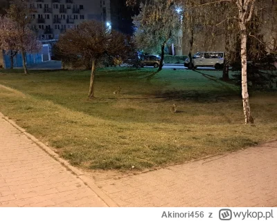 Akinori456 - Idąc do pracy, natrafiłem na dwa zające (｡◕‿‿◕｡)

#przegryw #przegrywpo3...