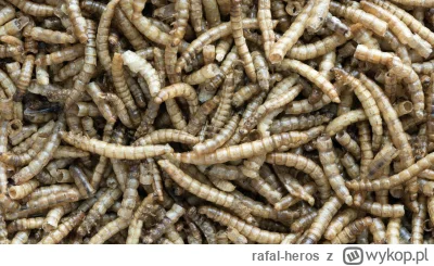 rafal-heros - Śmieszny kraj robaków z prawem dla robaków. Jeszcze robaki gryzą się mi...