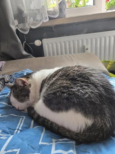 Solsith - @cutecatboy: #spaslak na lato zawsze robi forme( ͡° ͜ʖ ͡°)