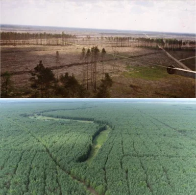 XeNinja - 33 lata temu Puszcza Notecka stanęła w ogniu. Dziś tętni życiem. #przyroda ...