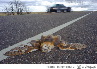 hrabia_ponimirski - Duolingo xD

#gielda