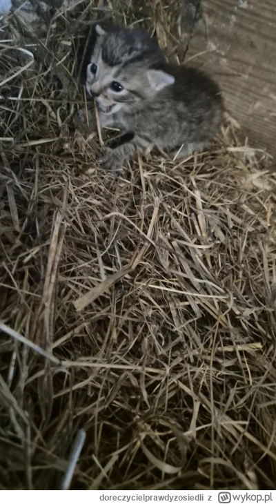 doreczycielprawdyzosiedli - #smiesznekotki #kotki
Przyjechałem na gospodarstwo trochę...