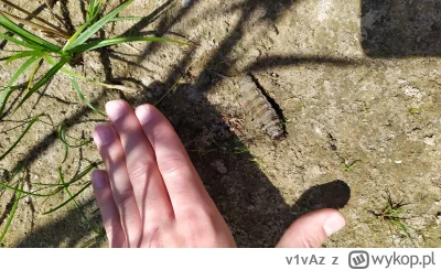 v1vAz - co to za larwa? bardzo ruchliwa, wie ktoś? #zwierzeta #owady
