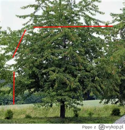 Pippo - @anonim1133: Tu zetnij, będzie ładny kształt