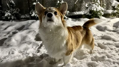 janusz_glazurnik - Pies typu zamarznięta mordka #pokazpsa #bakus