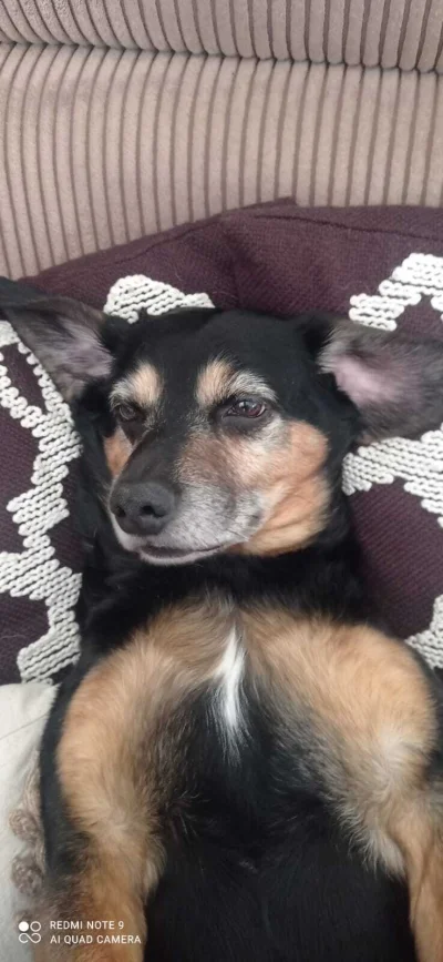 MakiawelicznyAltruista - Co tam mirki? Dalej żal wam doopę ściska, że mój pies bierze...