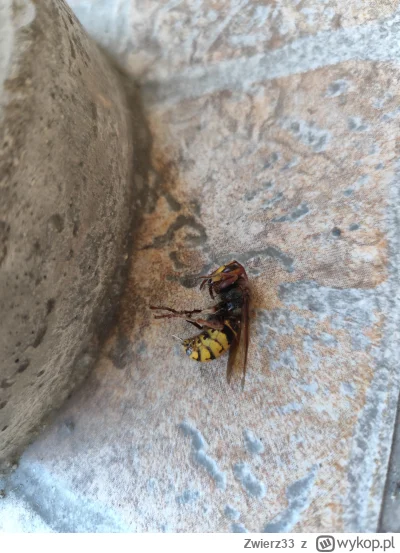 Zwierz33 - Chłop zapsikał wejście do gniazda szerszeni pod gankiem. Zatkał szmatą. Al...