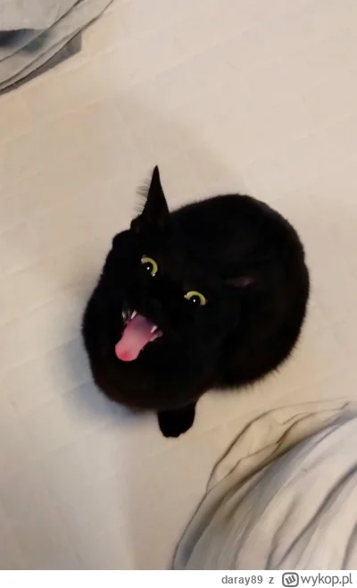 daray89 - #codziennykotopetany #dziwnekotki