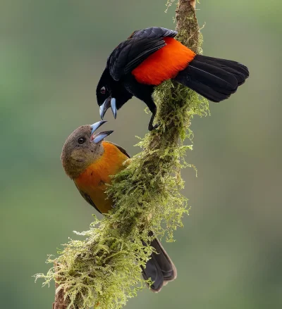 Lifelike - Tapiranga szkarłatno-czarna (Ramphocelus passerinii) [samiec i samica]
Aut...