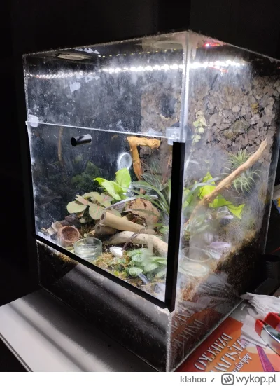 Idahoo - Gekony płaczące przeniesione do docelowego terrarium. Wymiary: 30x30x40 cm. ...