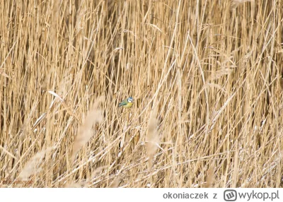 okoniaczek - W końcu temperatury spadły poniżej zera chociaż na kilka dni, więc można...