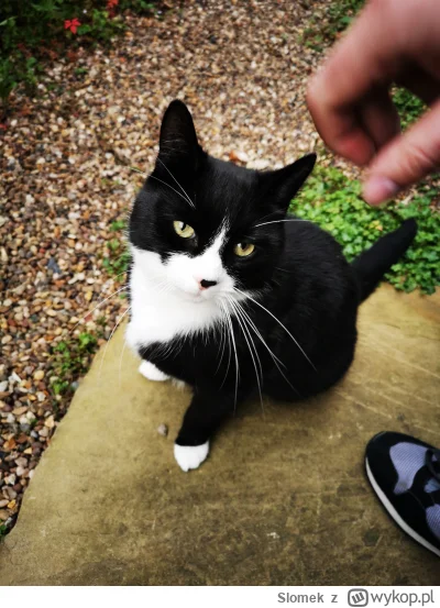 Slomek - Charlie
#pokazkota #koty