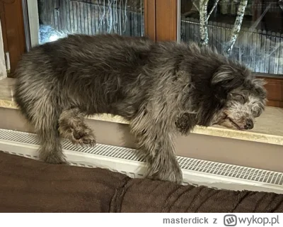 masterdick - I cyk po świętach
#swieta #pokazpsa