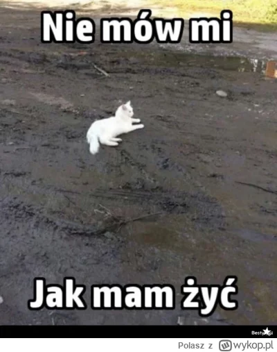 Polasz - @true-true (✌ ﾟ ∀ ﾟ)☞