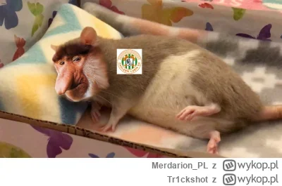 Tr1ckshot - Tam sobie rozkminiam, że Rataja mogłoby sponsorować Zagłębie. Jak ktoś og...