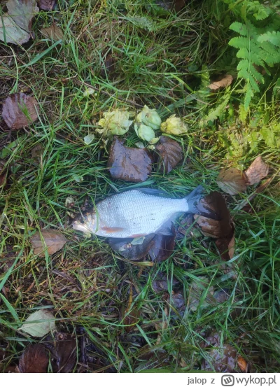 jalop - Może to dziwne, ale wczoraj córka pierwszy raz złowiła krąpia. Ja natomiast n...