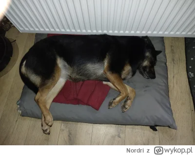 Nordri - Od rana w kuchni. Trochę sobie zostawiłam wczoraj roboty, bo mnie dopadł leń...