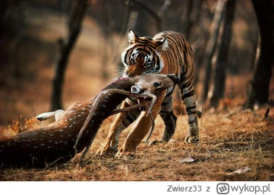 Zwierz33 - @Jestem_Tutaj: A to zęby som do jedzenia a nie znajdowania samicy. Zęby so...