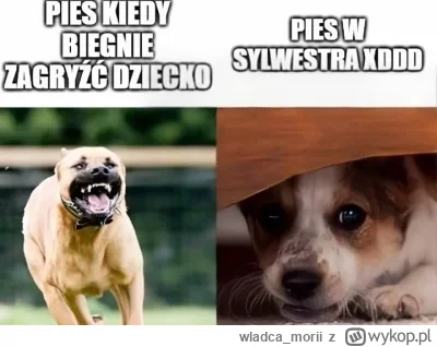 wladca_morii - #humorobrazkowy #psiarze